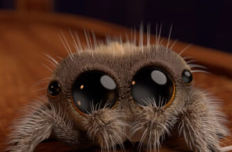 Наймиліший павук у світі: хто зайняв перше місце в рейтингу?