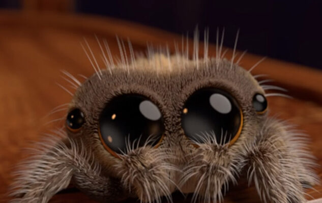 Наймиліший павук у світі: хто зайняв перше місце в рейтингу?