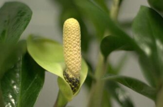 Заміокулькас зацвів: що означає цвітіння доларового дерева?