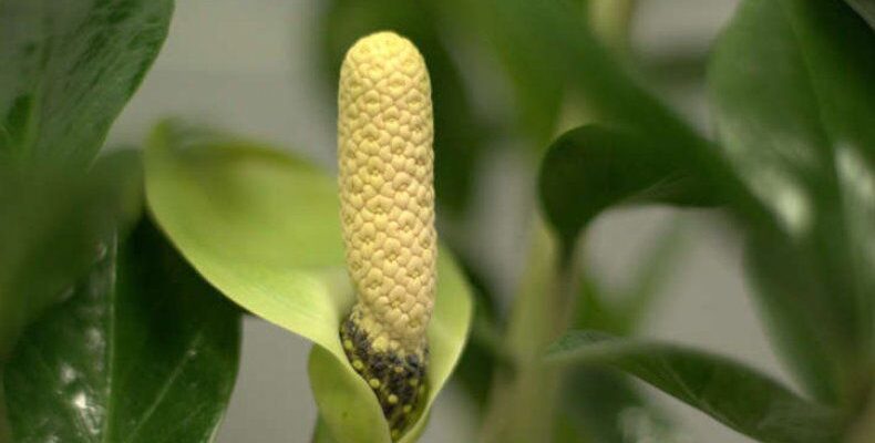 Заміокулькас зацвів: що означає цвітіння доларового дерева?