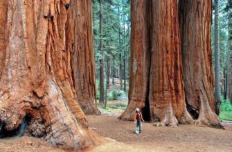 Батьківщина секвої: Відкрийте таємниці цих велетнів у Каліфорнії