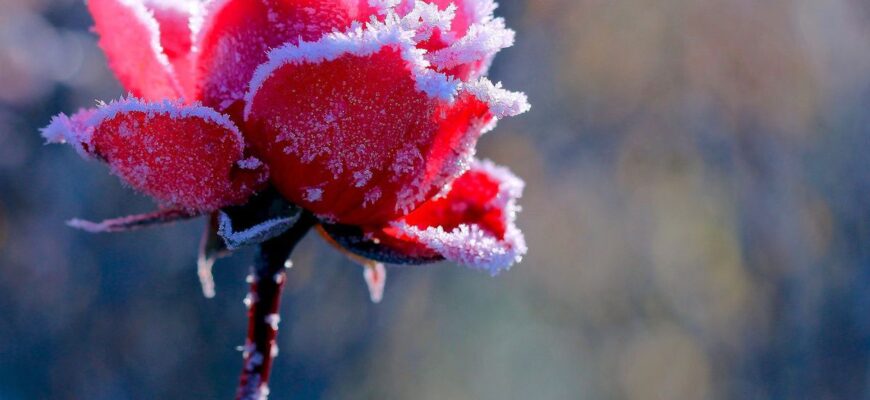 Як квіти виживають на морозі: адаптація та захист рослин узимку