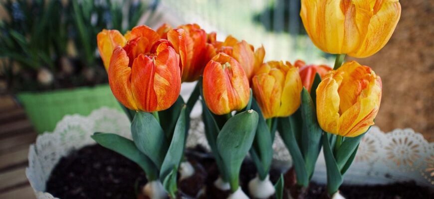 Що робити з відцвіліми цибулинами тюльпанів: догляд та зберігання