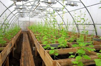 Що вирощувати в теплиці взимку: топ-рослини для ефективного врожаю