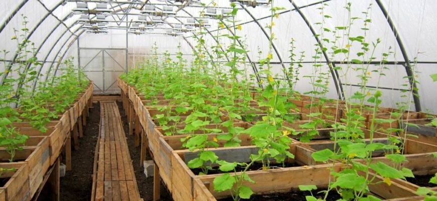 Що вирощувати в теплиці взимку: топ-рослини для ефективного врожаю