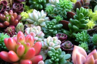 Чи можна безпечно розміщувати сукуленти на підвіконні: експертні поради