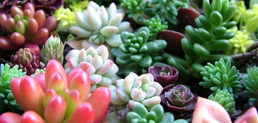 Чи можна безпечно розміщувати сукуленти на підвіконні: експертні поради