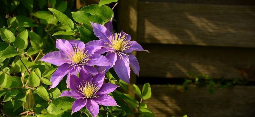 Вирощування клематисів з насіння: популярні сорти та поради садівникам