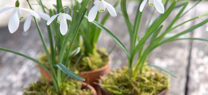 Чи можливо вирощування пролісків у домашніх умовах: поради та рекомендації