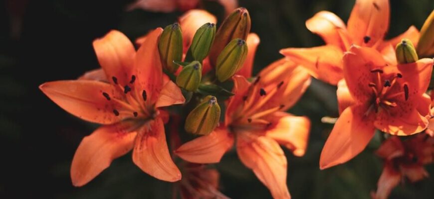 Ефективні способи замочування лілій перед посадкою: поради та рекомендації