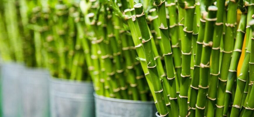 Оптимальні місця для вирощування бамбука: поради та рекомендації