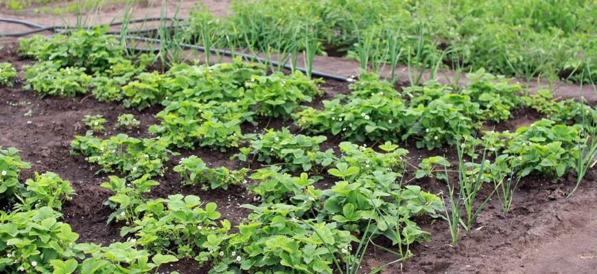 Чи можна висадити огірки поруч із часником: рекомендації та поради