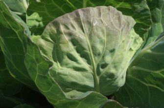 Чому капуста має біле листя: основні причини та рішення проблеми