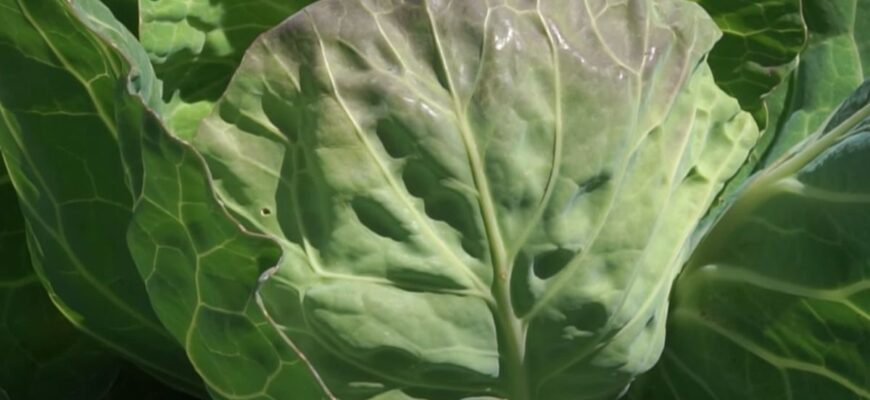 Чому капуста має біле листя: основні причини та рішення проблеми