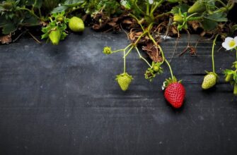 Підживлення полуниці: ефективні методи догляду під час дозрівання