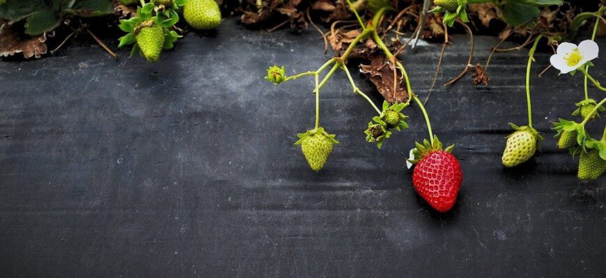 Підживлення полуниці: ефективні методи догляду під час дозрівання