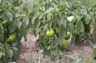 Найкращі засоби для підживлення болгарського перцю: поради та рекомендації