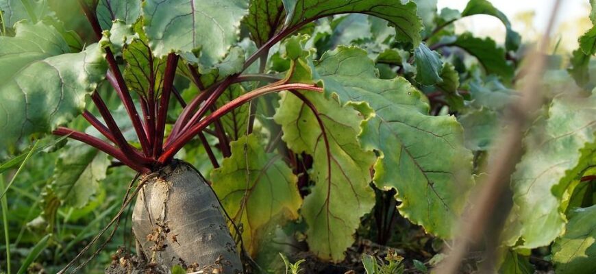 Чому листя буряка в дірочках: основні причини та поради з лікування