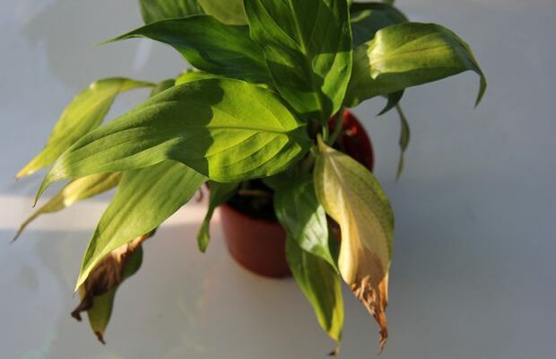 Причини висихання листя у кампанули: як запобігти проблемі ефективно