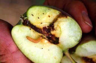 Плодожерка: основні небезпеки для людини та засоби захисту Плодожерка: основні небезпеки для людини та засоби захисту