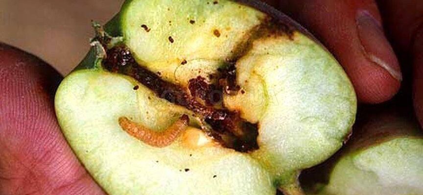 Плодожерка: основні небезпеки для людини та засоби захисту