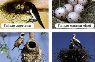 Коли птахи виводять пташенят: періоди гніздування та розмноження