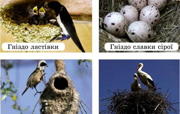 Коли птахи виводять пташенят: періоди гніздування та розмноження