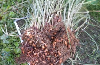 Чи можна їсти тигровий горіх: користь і ризики для здоров’я