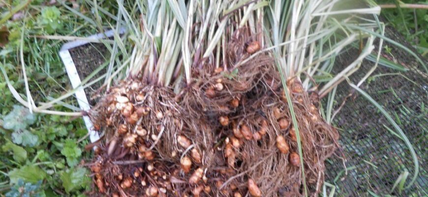 Чи можна їсти тигровий горіх: користь і ризики для здоров’я