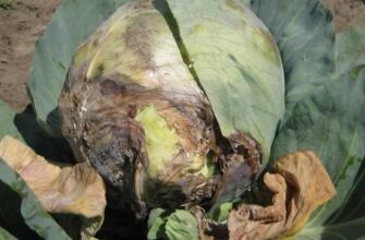 Причини збліднення капусти: як відновити природний колір овочу