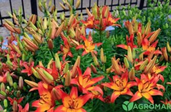 Коли найкраще ділити лілії: поради для максимального цвітіння