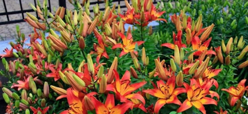 Коли найкраще ділити лілії: поради для максимального цвітіння