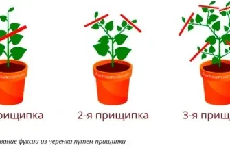 Коли правильно прищипувати фуксію: ключові поради та терміни