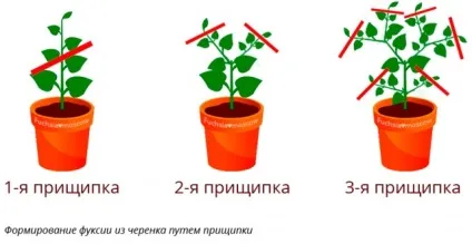 Коли правильно прищипувати фуксію: ключові поради та терміни