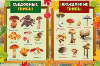 Як розпізнати їстівний білий гриб: поради для безпечного збирання