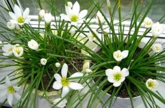 Зефірантес: оптимальні терміни цвітіння і догляд за рослиною