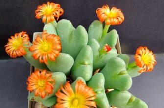 Який камінь вважається живим: цікаві факти про живий камінь