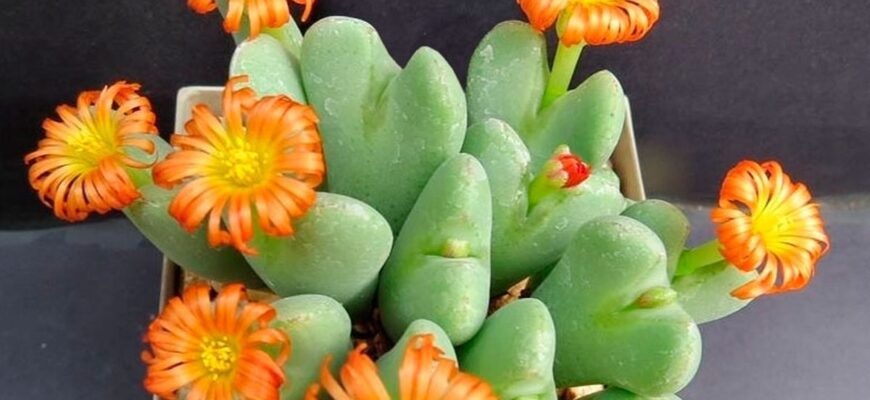 Який камінь вважається живим: цікаві факти про живий камінь Який камінь вважається живим: цікаві факти про живий камінь