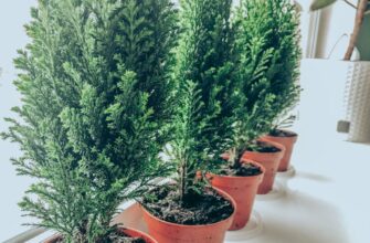 Чи варто та як правильно вирощувати ялівець у домашньому горщику?