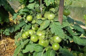 Чи можна вирощувати помідори та перці в теплиці: поради та рекомендації