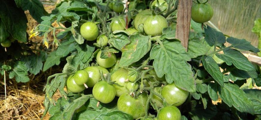 Чи можна вирощувати помідори та перці в теплиці: поради та рекомендації