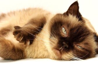 Як щиро попросити вибачення у померлої тварини: поради та методи