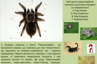 Середовище існування павуків: до якого природного середовища вони відносяться
