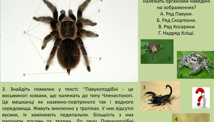 Середовище існування павуків: до якого природного середовища вони відносяться