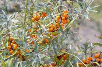 Яке добриво обрати для обліпихи: поради з оптимального вибору