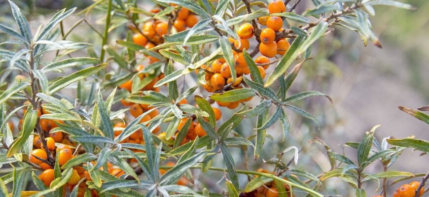 Яке добриво обрати для обліпихи: поради з оптимального вибору