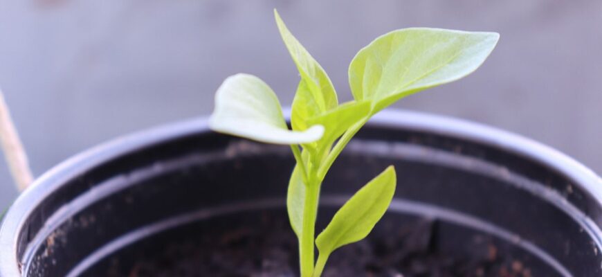 Сім’ядольні листочки на розсаді: що це таке і чому вони важливі?