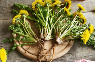 Чи можна вживати кульбаби у сирому вигляді: прості поради та факти
