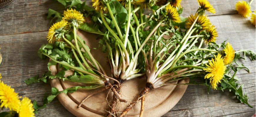 Чи можна вживати кульбаби у сирому вигляді: прості поради та факти