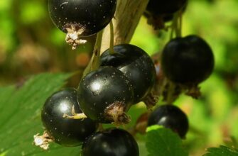 Чи варто поливати смородину, коли дозрівають ягоди: поради та рекомендації